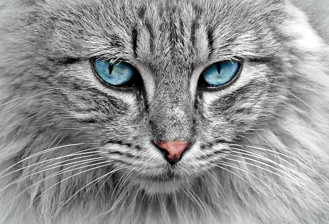 Close-up do rosto de um gato cinza com penetrantes olhos azuis.