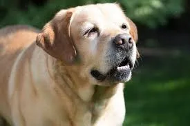 Close-up de um labrador dourado idoso com uma expressão serena.