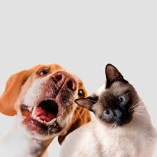 Cachorro com expressão engraçada ao lado de um gato siamês curioso.